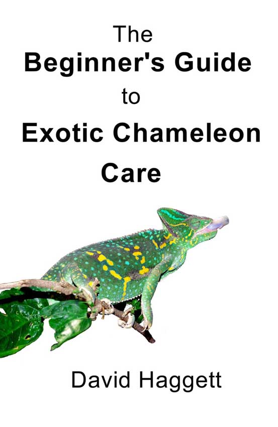 Beginners Guide to Exotic Chameleon Care - Mantispress