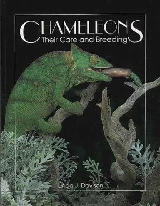 Книга хамелеон извращенный отшельник. Книга про хамелеонов. Хамелеон книга для детей. Книга хамелеон дикий Автор.