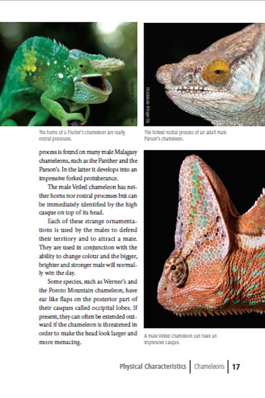 Exotic chameleons in South Africa p17