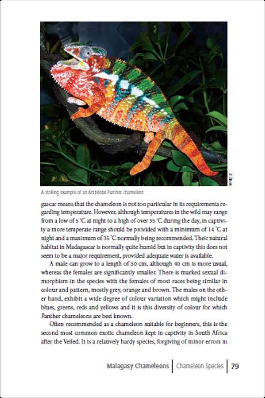 Exotic chameleons in South Africa p79