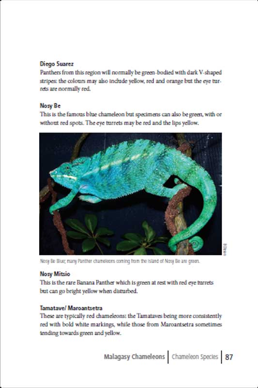 Exotic chameleons in South Africa p87