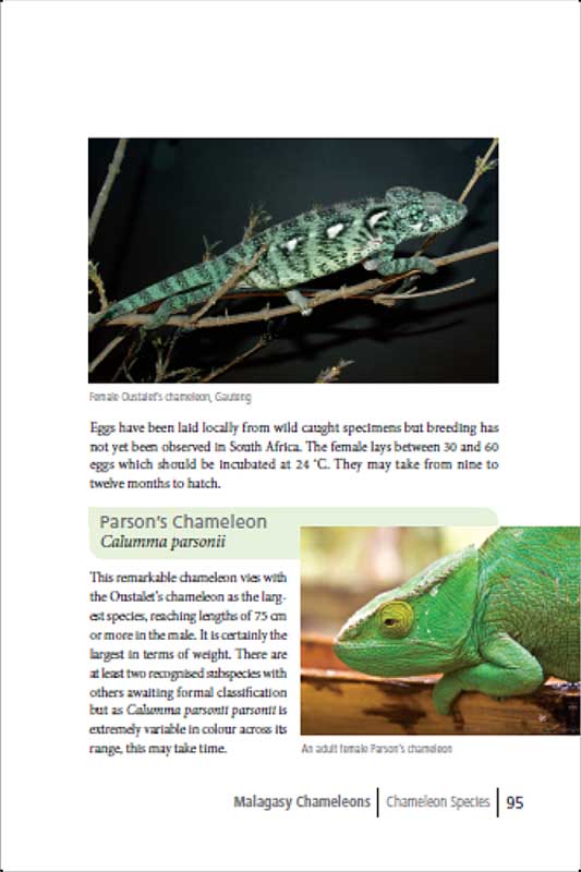 Exotic chameleons in South Africa p95